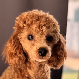 Poodles from The Pierre Company Llc