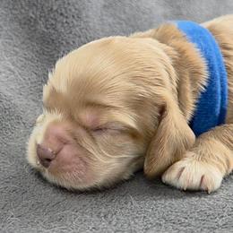 Blue - Buff male Cocker Spaniel puppy in Lebanon, Missouri from Spring Hollow Cocker Spaniels
