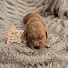 Ranger - Dark golden male Golden Retriever puppy in Inman, South Carolina from Shadow Acres