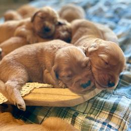 Boy 2 - Dark golden male Golden Retriever puppy in Buffalo, Missouri from Thrasher Family Puppies