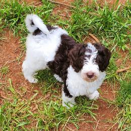 Girl 1 - Labradoodle puppy in Statesville, North Carolina from Labradoodles of the Foothills