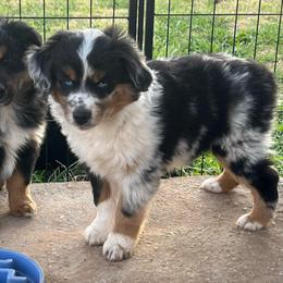 Levi - Blue merle male Toy Australian Shepherd puppy in Nocona, Texas from Rafter O Toy Aussies and Mini Heelers