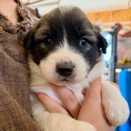 Velvet- yellow - Badger female Colorado Mountain Dog puppy in Cotopaxi, Colorado from Once Upon A Moose (OUM)