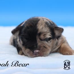 Pooh Bear - Blue merle male Miniature Australian Shepherd puppy in Weeki Wachee, Florida from Arlington's Mini Aussies