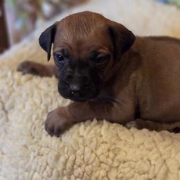 Boy 4 - male Rhodesian Ridgeback puppy in Gaffney, South Carolina from Circle D Farms