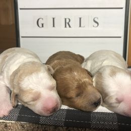 Goldendoodle Puppies from Delaryedoodles