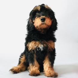 Molly (Masika) - Bernedoodle