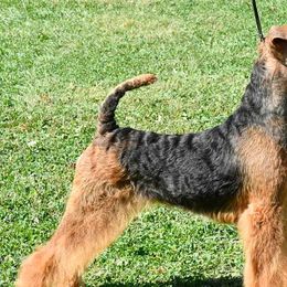 Airedale Terriers and Brussels Griffons from JOVAL Kennel