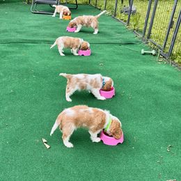 Cavalier King Charles Spaniel Puppies from Goddens Cavaliers