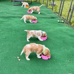 Cavalier King Charles Spaniel Puppies from Goddens Cavaliers