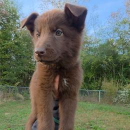 Starbucks - Liver female German Shepherd puppy in Winston Salem, North Carolina from Samtastic Shepherds