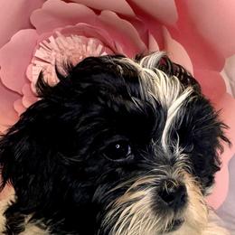 Poodle and Shihpoo Puppies from Plush Toy Poodle Puppies & Pals