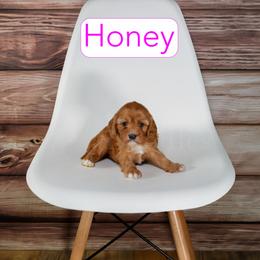 Honey - Red female Cavapoo puppy in Calhoun, Georgia from Happy Top Doodles