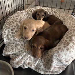 Dachshund Puppies from Twisted T Wienery