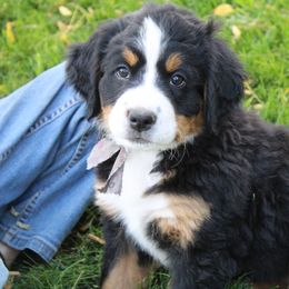 Daisy - Bernese Mountain Dog puppy from Arlin Horst's Bernese Mountain Dogs