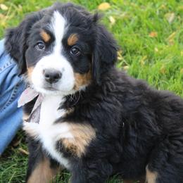 Daisy - Bernese Mountain Dog puppy from Arlin Horst's Bernese Mountain Dogs