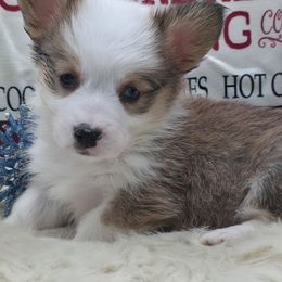Phantom - Red female Pembroke Welsh Corgi puppy in Charleroi, Pennsylvania from Twilight Hollow Corgis