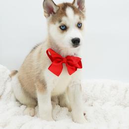 Denali - Sable and white male Siberian Husky puppy in Elmwood Park, Illinois from HuskiesWithFinesse