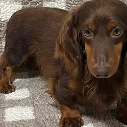 Buster - Dachshund
