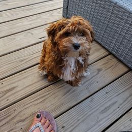 Havanese All Grown Up from Spring Meadow Havanese