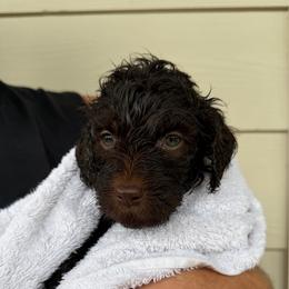 Yellow - female Golden Mountain Doodle puppy in Leander, Texas from Olive Grove Doodles