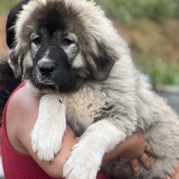 Girl 3 - Caucasian Shepherd Dog puppy in Kapolei, Hawaii from Yiski-Hati Kennel