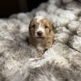 Snickers - Cream male Maltipoo puppy in Allentown, Pennsylvania from Poodles Are Mixy