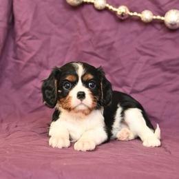 Braylynn - Tri-color female Cavalier King Charles Spaniel puppy in San Jose, California from Alpine Meadows Cavaliers