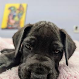 Eve - Black female Great Dane puppy in Brooksville, Florida from Follow My Lead Great Danes