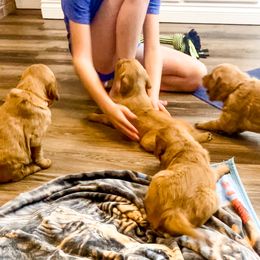 Golden Retriever and Labrador Retriever Puppies from All Around Retrievers LLC