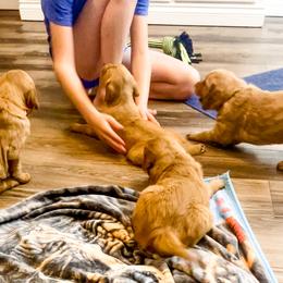 Golden Retriever and Labrador Retriever Puppies from All Around Retrievers LLC