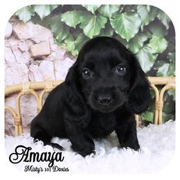 AMAYA - AKC  2600 Pending - Black female Dachshund puppy in Graceville, Florida from Misty's 101 Doxies