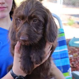 Mocha - Chocolate female Labradoodle puppy in Apache Junction, Arizona from Loving Doodle