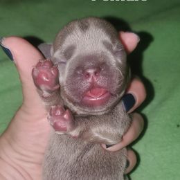 Girl 2 - Tricolors French Bulldog puppy in Florida from Faucheux's Finest Frenchie's