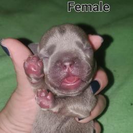 Girl 2 - Tricolors French Bulldog puppy in Florida from Faucheux's Finest Frenchie's
