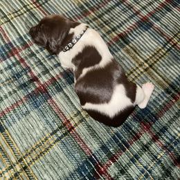 Black male - Liver roan male German Shorthaired Pointer puppy in Osawatomie, Kansas from Doyle’s GSP