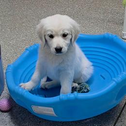 Black collar - Light golden male Golden Retriever puppy in Salem, Ohio from Golden Pride Retrievers
