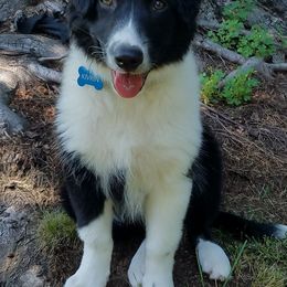 English Shepherd Puppies from Ripple