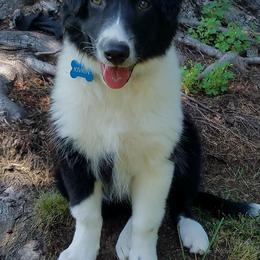 English Shepherd Puppies from Ripple