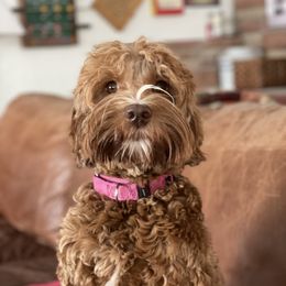 Lucy - Australian Labradoodle