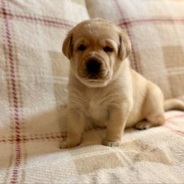 Angel - Yellow female Labrador Retriever puppy in Tekonsha, Michigan from Asher Acres Labs