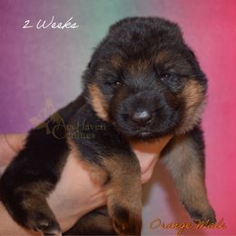 Orange Collar - Black and red male German Shepherd puppy in Orlando, Florida from AceHaven Canines