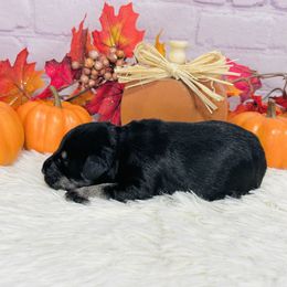 Spice - Black and silver male Miniature Schnauzer puppy in Springfield, Tennessee from My Lovable Schnauzers