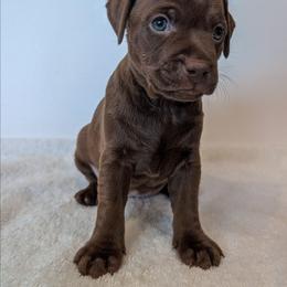 Screaming Mimi - female Patterdale Terrier puppy in Yucaipa, California from Moormont Kennels