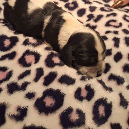 Girl 3 - Brown roan and tan female Cocker Spaniel puppy in Sparta, Georgia from Mekas Cocker Spaniel