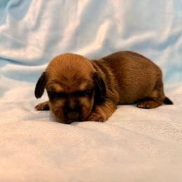 Highlander - Red male Dachshund puppy in Nampa, Idaho from 208 Wiener Wiggle Butts LLC