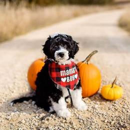 Portuguese Water Dog Puppies from Meridian PWDs