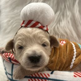 Comet - Cream female Goldendoodle puppy in The Woodlands, Texas from Gracie's Goldendoodles and Bernedoodles