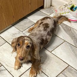 Cocoa - Dachshund
