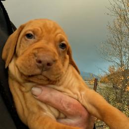 Too young - Golden rust female Vizsla puppy in Palmer, Alaska from Parker Ranch